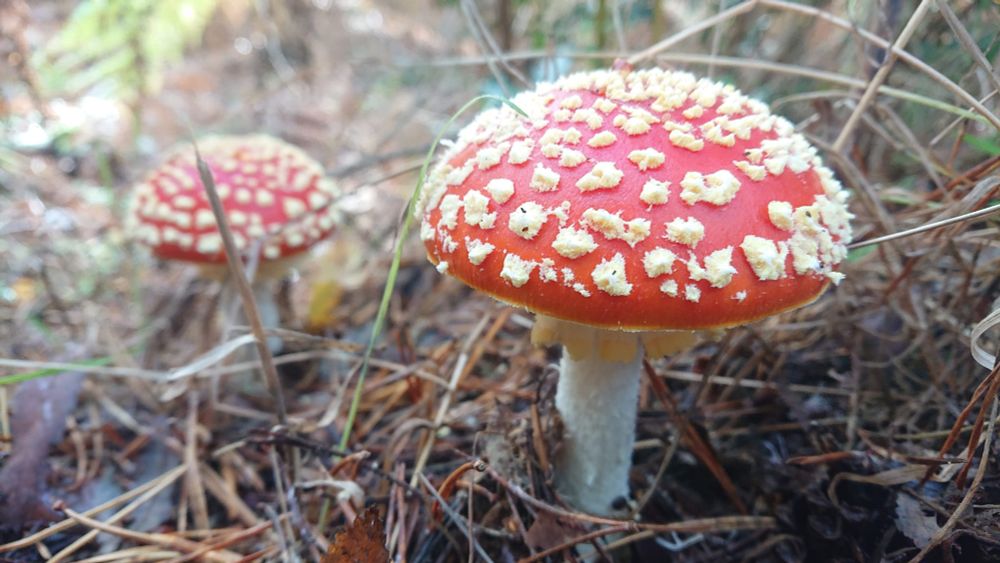 Fly agaric mushrooms growing in the woods