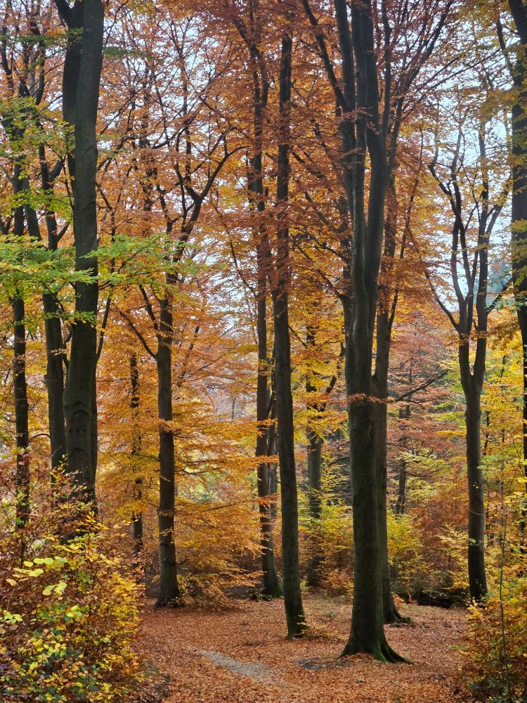  Das Bild zeigt einen Buchenwald im Herbst, der sich durch die leuchtend orange-gelbe Färbung der Blätter und das am Boden liegende Laub auszeichnet. 