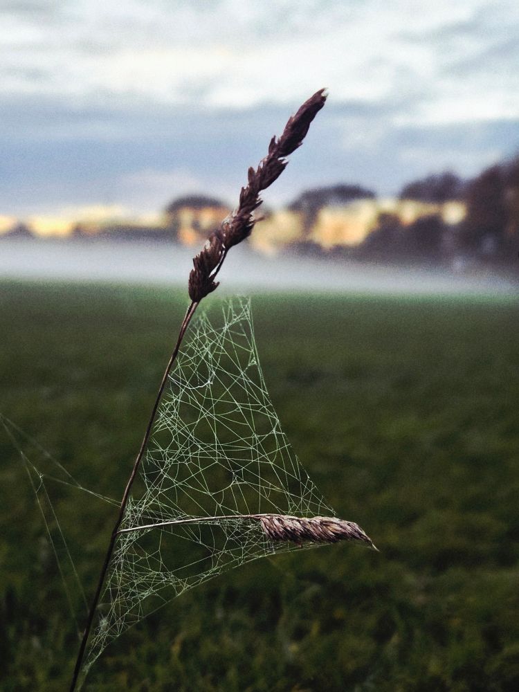 Im Vordergrund steht ein Halm mit Spinnenweben. Im Hintergrund verschwommen ein Feld mit Nebel. 