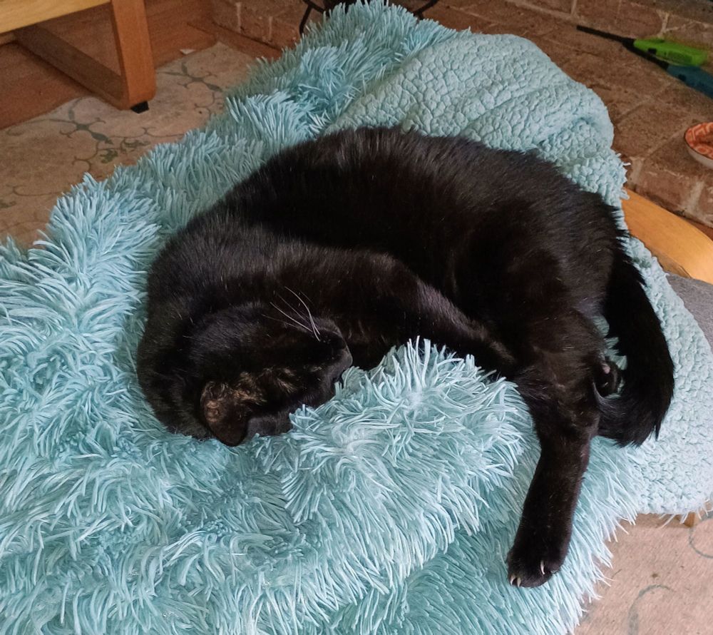 Black cat looking very comfortable asleep on a fluffy teal blanket. 