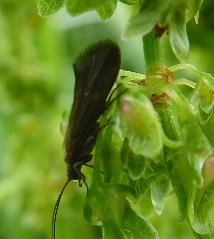  Caddisfly, species not IDed