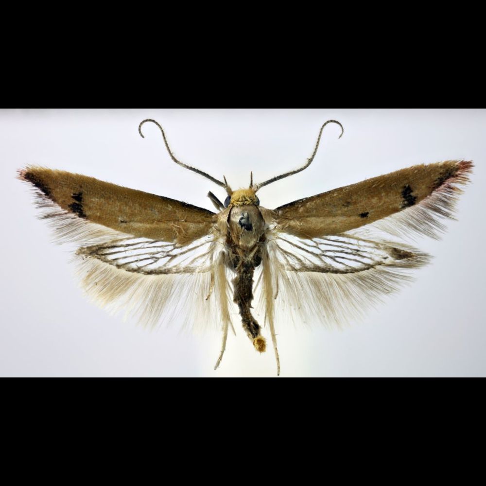 Moth found in London by local resident is a new species to science from Australia