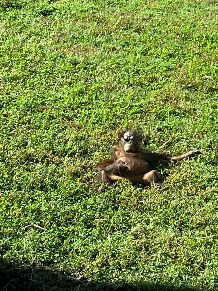 A baby orangutan loungin’