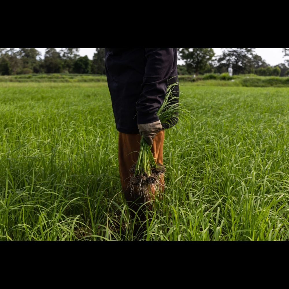 Drought Menacing Thailand Threatens Global Supply of Sugar, Rice