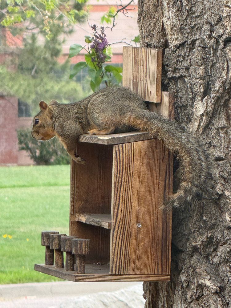 Squirrel lounging on tree feeder