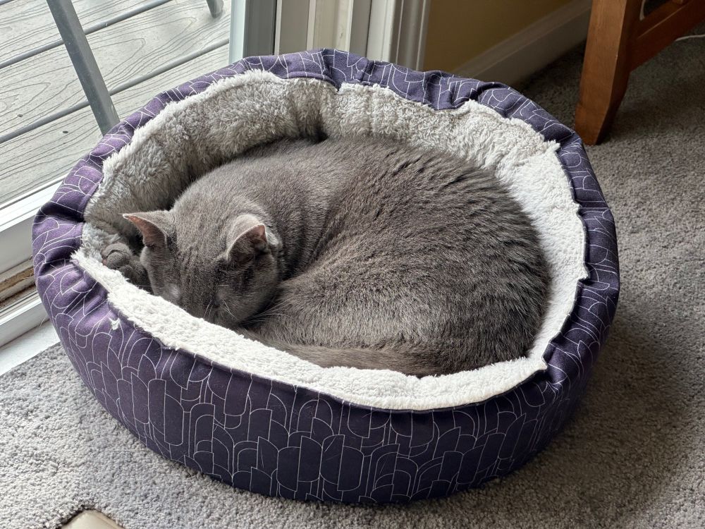 A gray cat sleeps in a circular bed, as bagel-shaped as a cat can be. For once, he’s not screaming. 