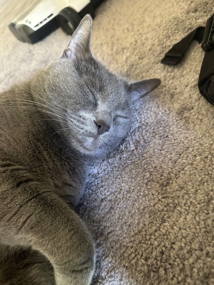 a gray cat sleeps peacefully on his side, eyes closed and a paw curled near the camera 