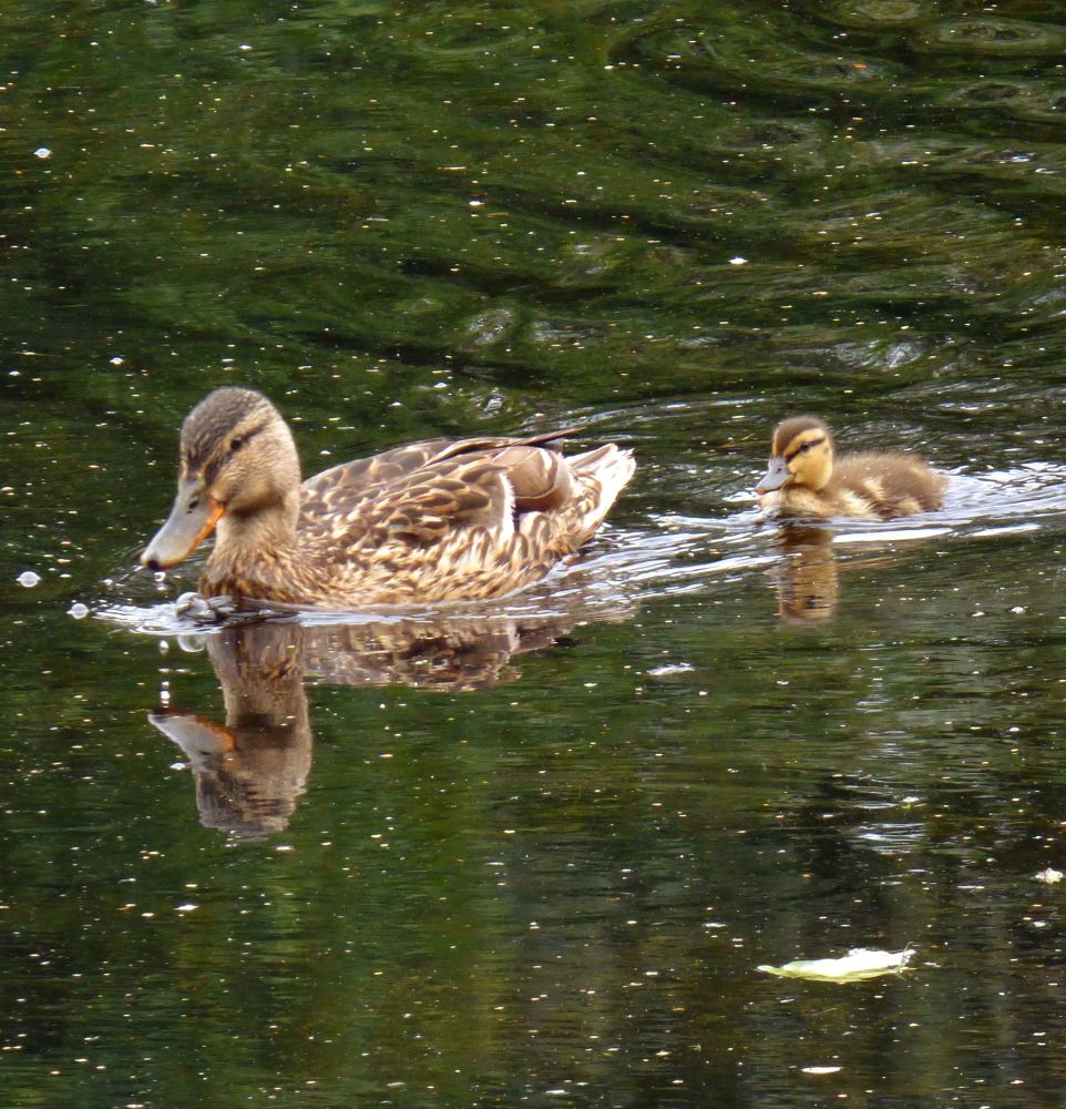 Duck and duckling in a pond. 