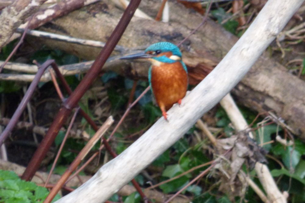 Kingfisher on a tree.