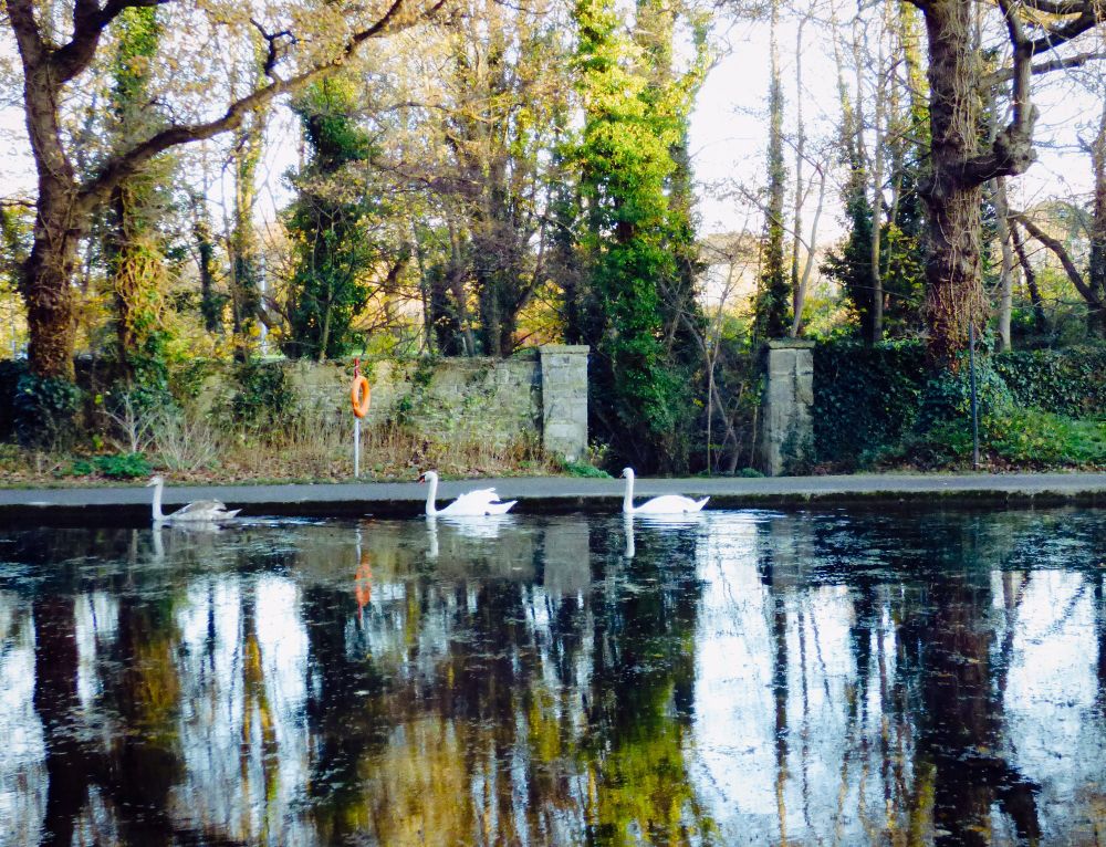 A big cygnet and 2 swans in a pond. 