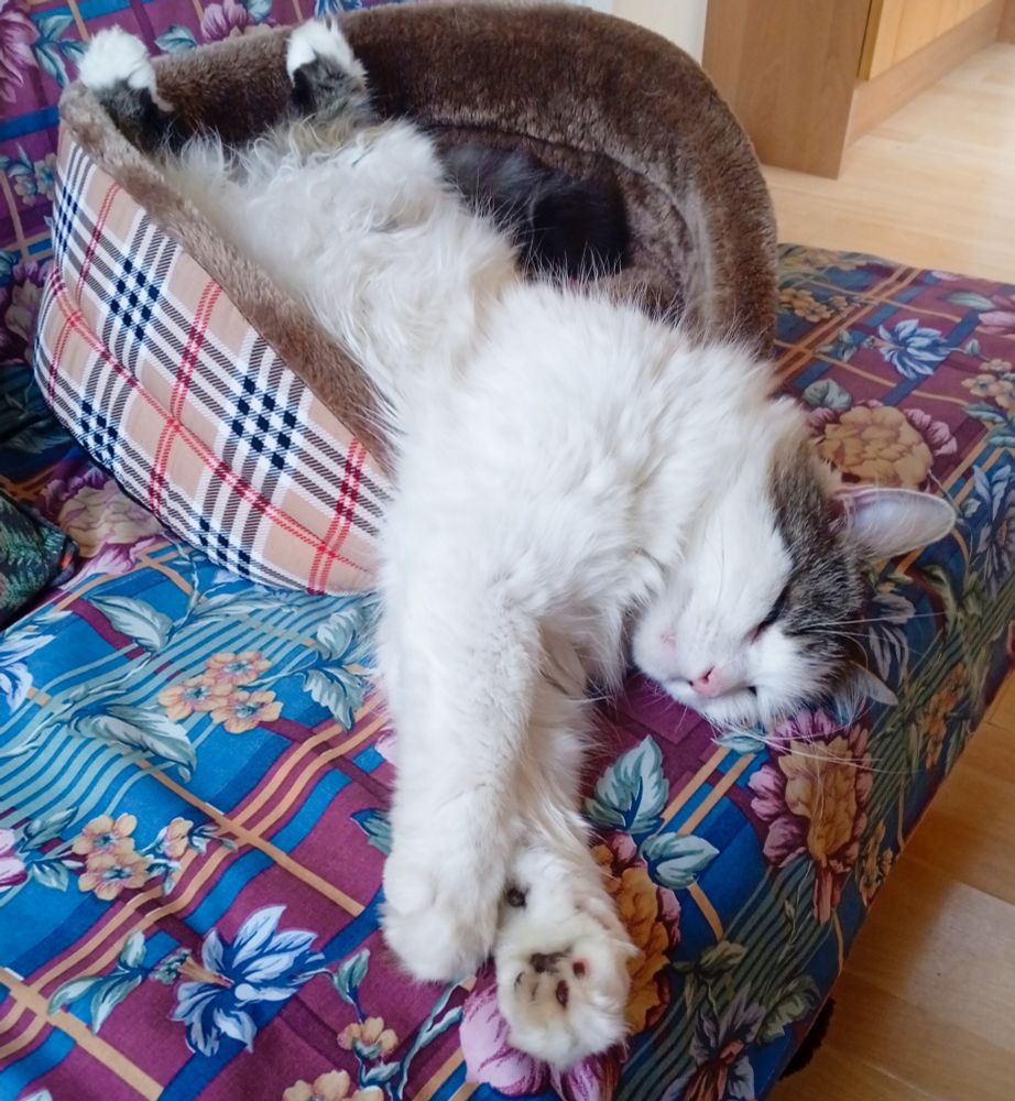 White cat hanging out of a cat bed. 