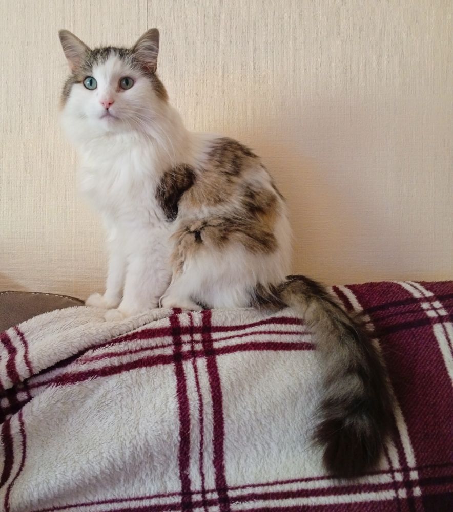 White cat on a sofa. 