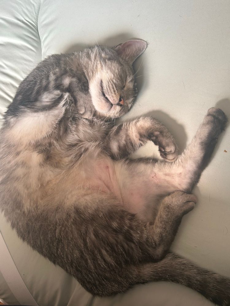 眠るねこ