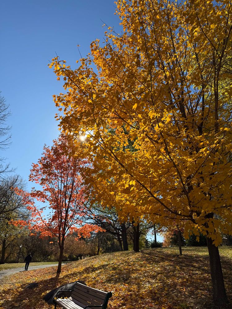 Afternoon sun peeking through yellow and red leafed trees in a park.