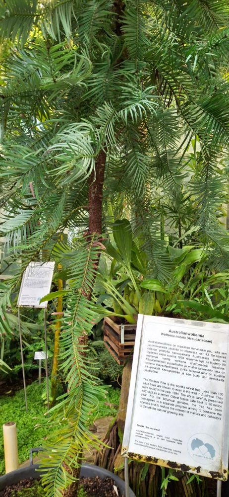 An Australian wollemi tree, described on the adjacent information panel as one of the world's rarest trees. 
