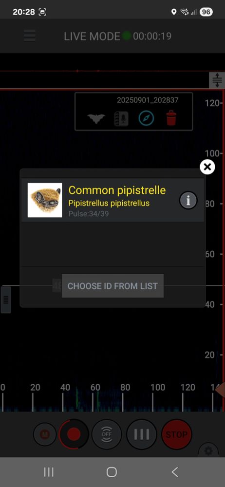 Screenshot of a phone screen, mostly black but with pop-up bar showing 'common pipistrelle' as the most likely bat call detected. 