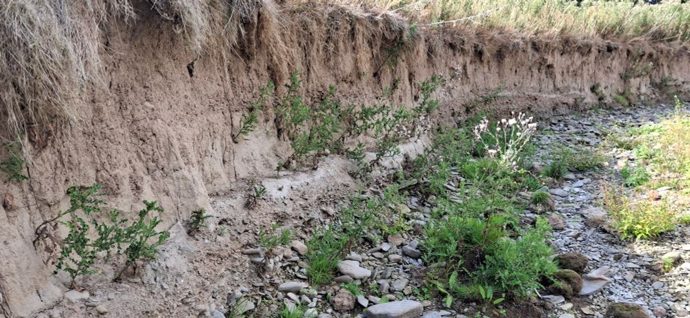 River bank in abandoned channel. Bank materials are fine, and a small ledge occurs in the bottom third of the bank. Plants are colonising the ledge.