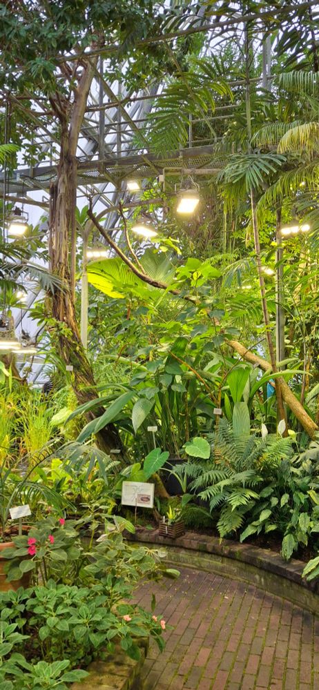 Inside the botanical gardens, tropical area. A brick path winds between big leafy plants.