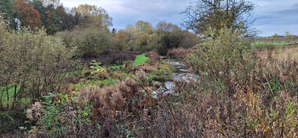 A meander on the Driffield Trout Stream, restored within the last 4 years. Photo shows a chalk stream with varied bed and plenty of in-stream vegetation.