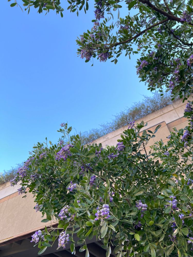 Mountain Laurel outside of a parking garage. 
