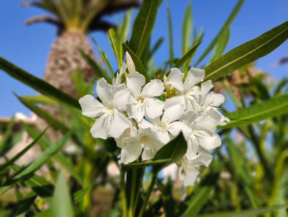 Weiße Blüten im Vordergrund, im Hintergrund Palmen