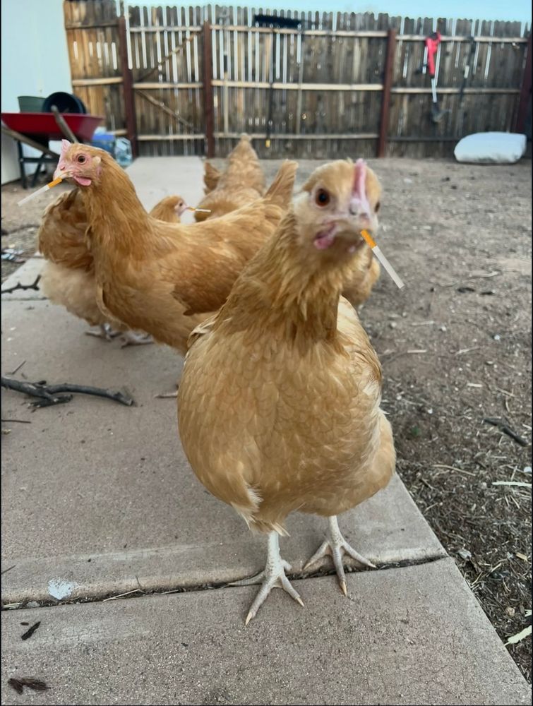 adult chickens smoking (fake) cigarettes 