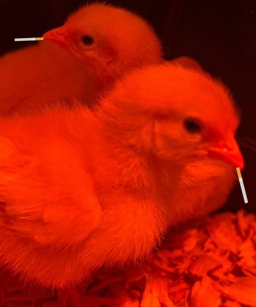 baby chicks smoking (fake) cigarettes