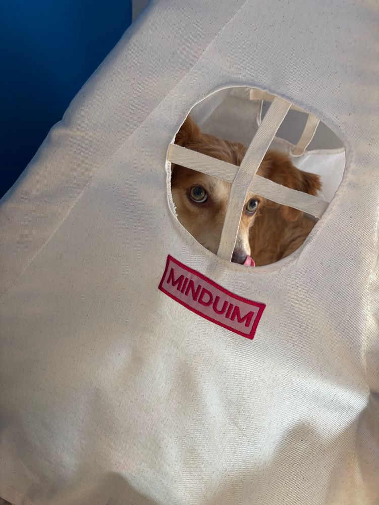 cachorro de cor caramelo e olhos verdes olhando através de uma abertura em forma de janela. embaixo contem um patch rosa com seu nome, minduim