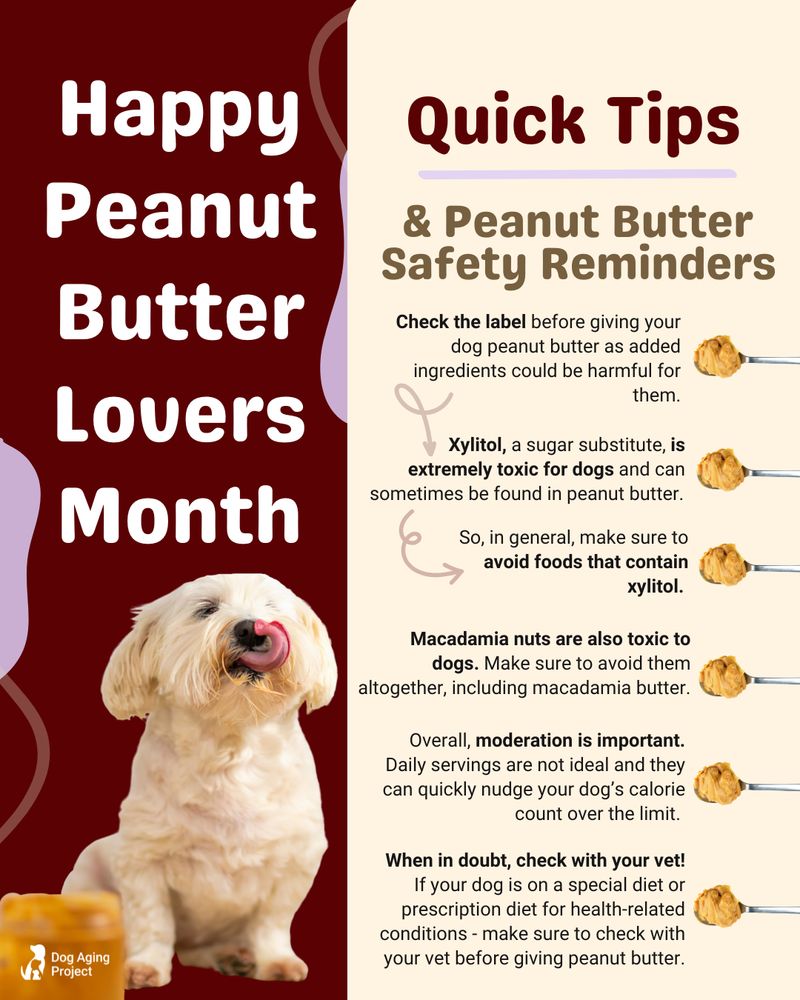 Quick Tips & Peanut Butter Safety Reminders Graphic for Happy Peanut Butter Lovers Month that includes a dog licking peanut butter. Tips include: Check the label before giving your dog peanut butter as added ingredients could be harmful for them. Xylitol, a sugar substitute, is extremely toxic for dogs and can sometimes be found in peanut butter. So, in general, make sure to avoid foods that contain xylitol. Macadamia nuts are also toxic to dogs. Make sure to avoid them altogether, including macadamia butter. Overall, moderation is important. Daily servings are not ideal and they can quickly nudge your dog’s calorie count over the limit. When in doubt, check with your vet! If your dog is on a special diet or prescription diet for health-related conditions - make sure to check with your vet before giving peanut butter. 