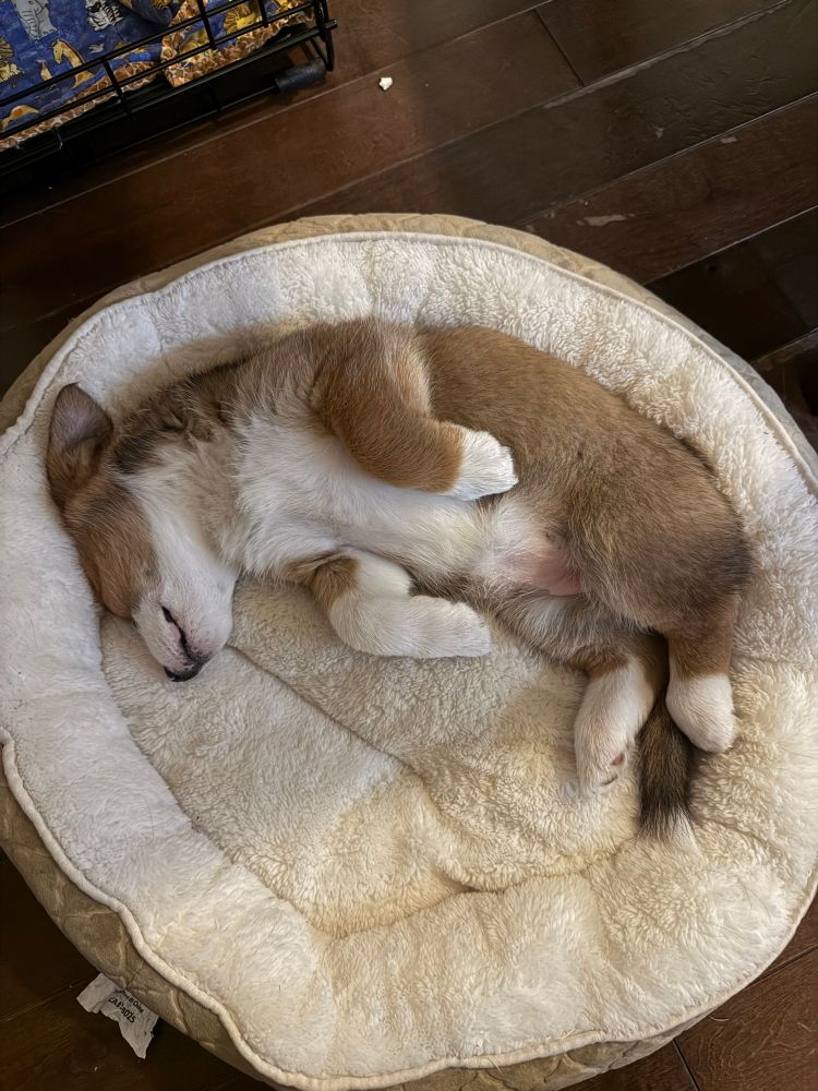 A very sleepy Corgi puppy curled like a croissant in her bed