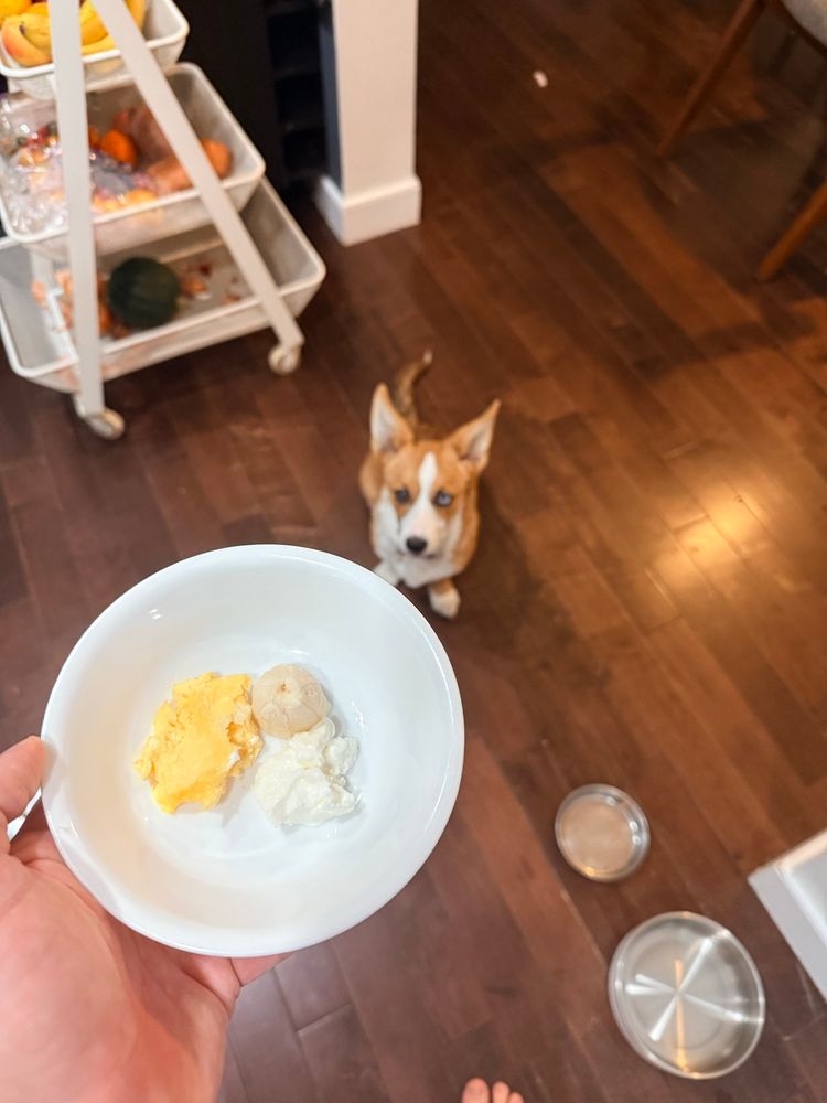 A corgi waiting for a small breakfast of egg, yogurt and banana 