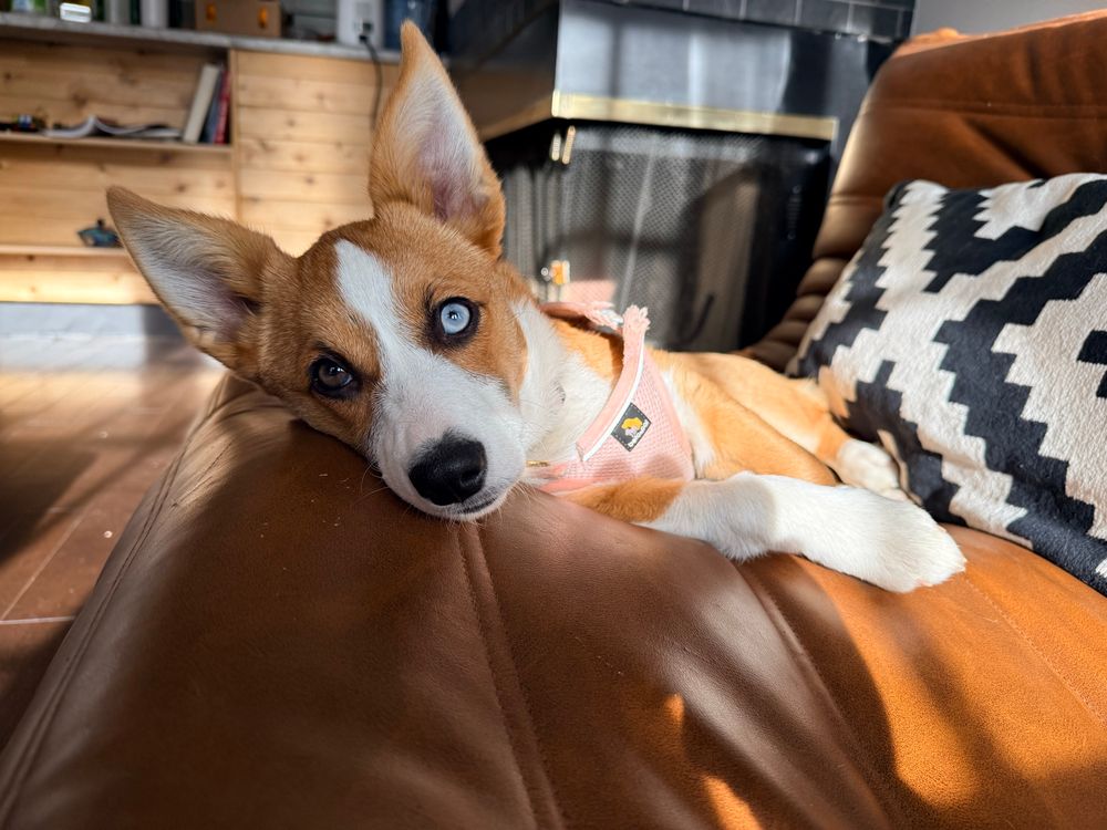 A corgi with one blue eye 