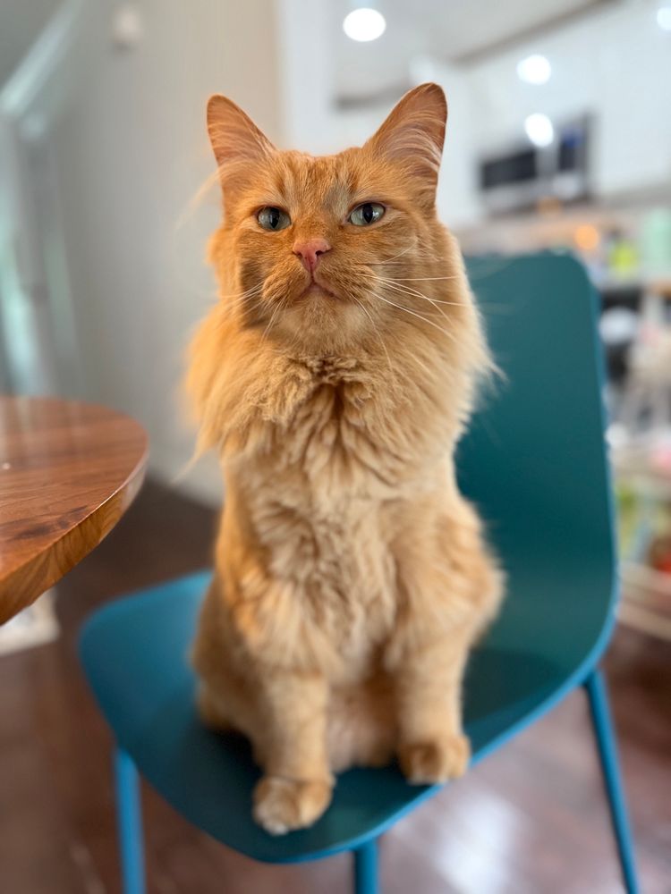 Howie a large orange haired cat sitting at the dinner table waiting for a morsel to fall to him