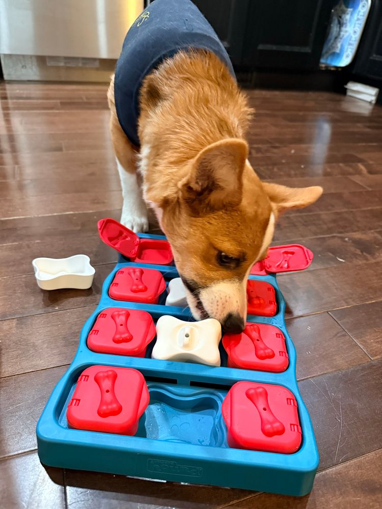 A corgi puppy works on a puzzle with food hidden in it 
