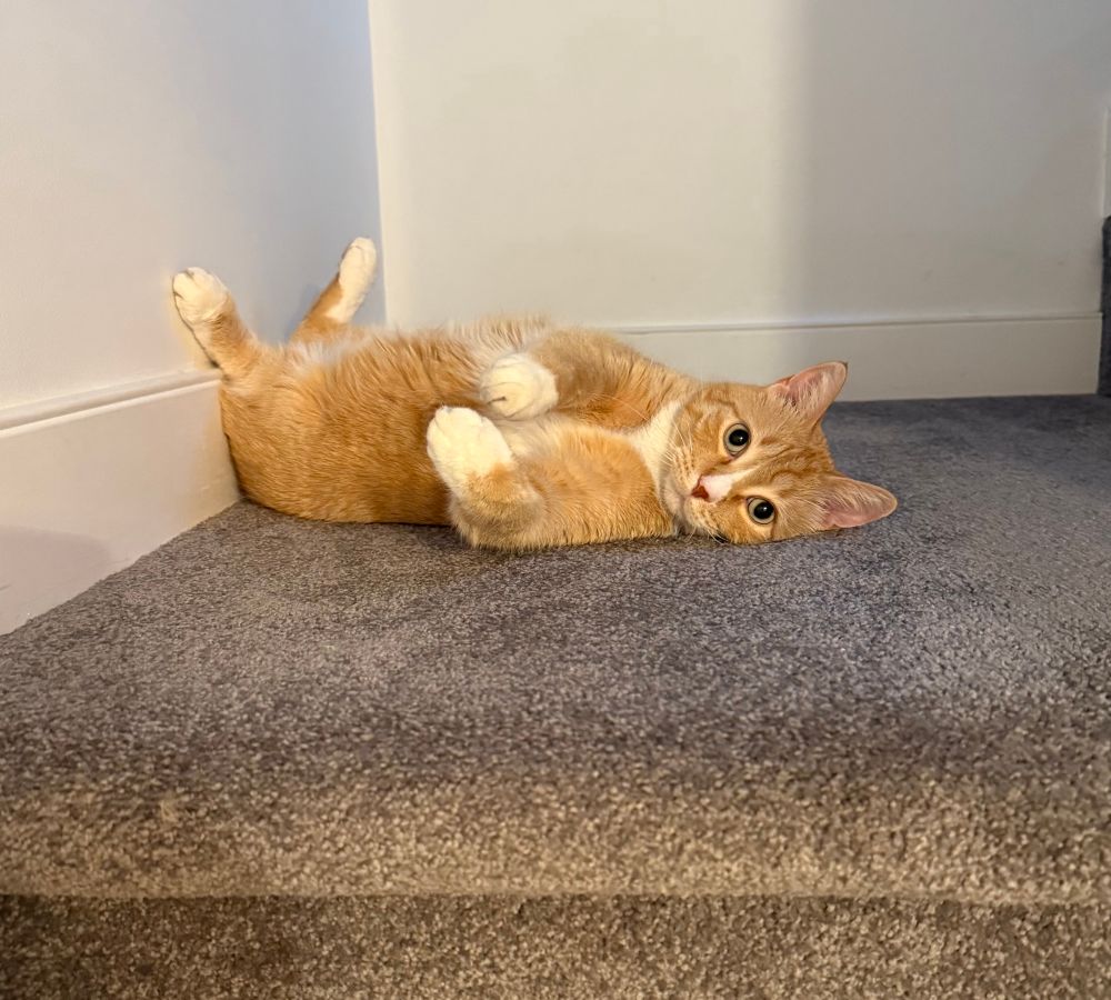 A ridiculous orange cat on his back staring at me