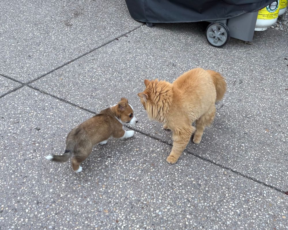 A tiny Corgi making an overture to a large orange cat