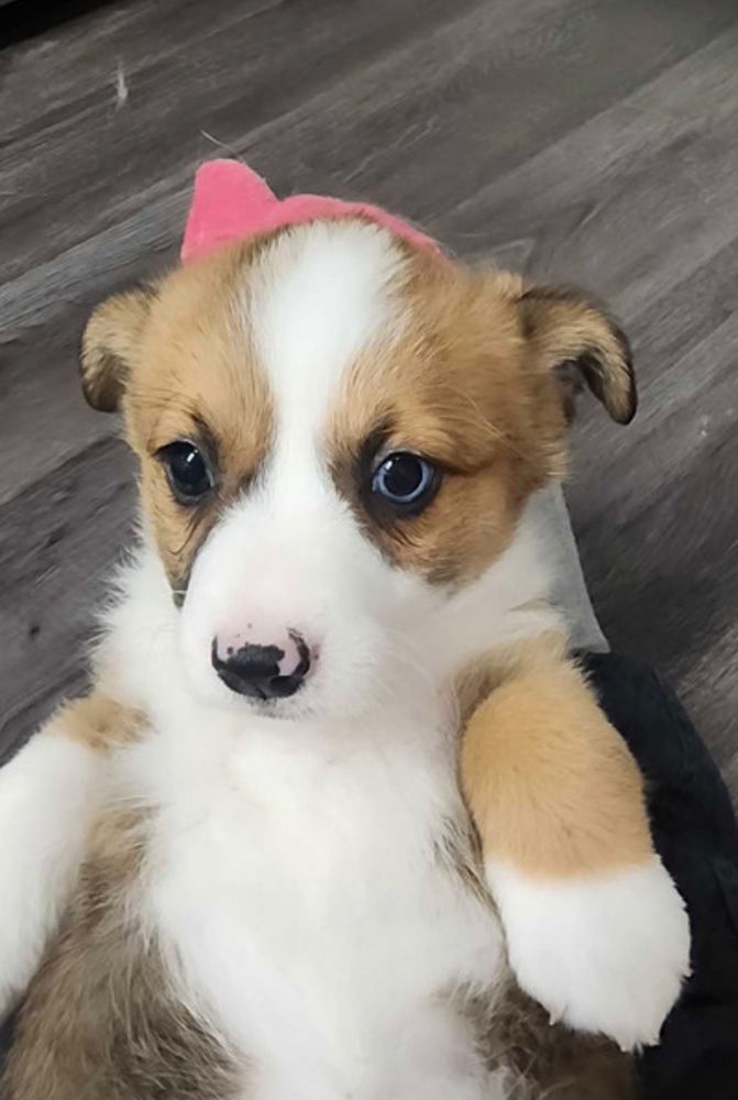 A tiny tri coloured corgi puppy at the vet. On her back, running and playing