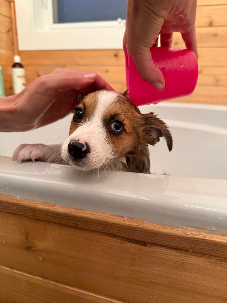 A little Corgi puppy pops over the side of a bathtub