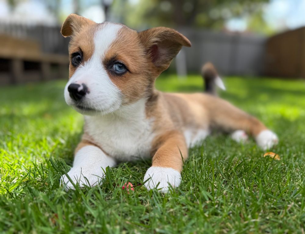 Maggie a small Corgi puppy with a half-woof in her mouth in a patch of green grass