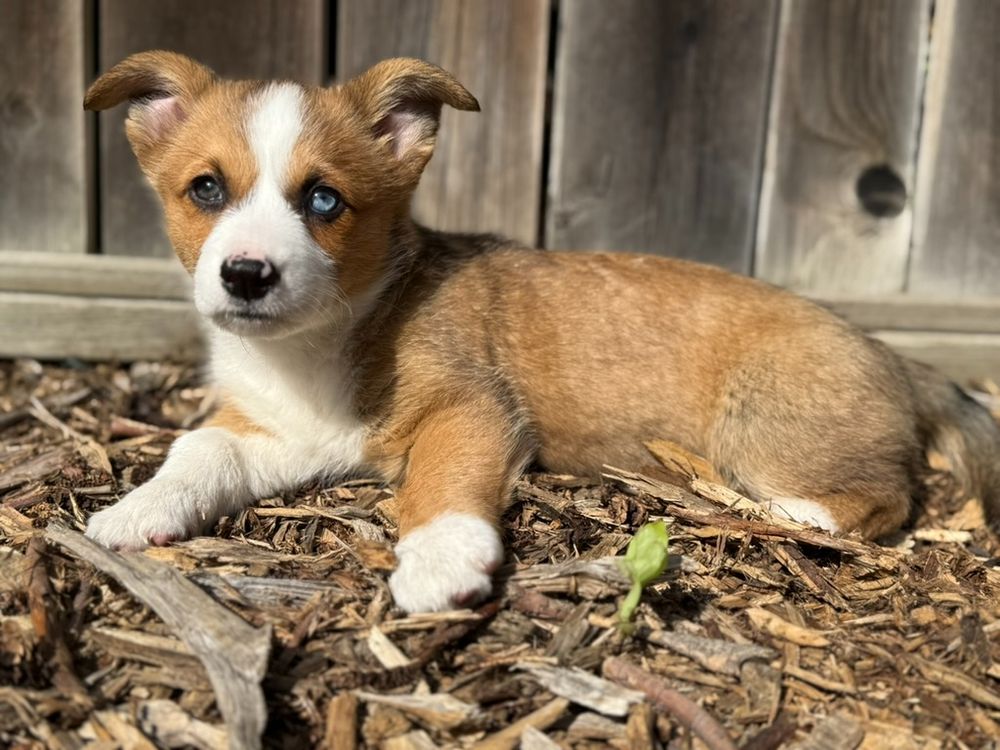Maggie, a baby Corgi sitting in the wood chips of a garden