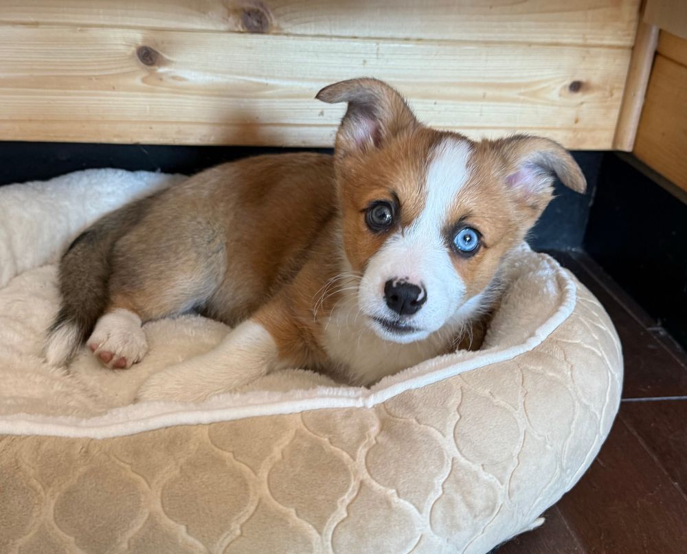 Maggie the Corgi a tan and white pup in her bed looking at the camera
