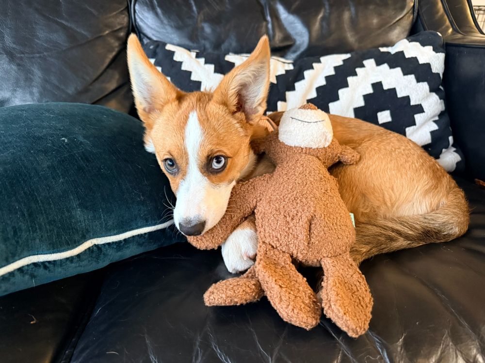 a corgi puppy with a stuffed monkey