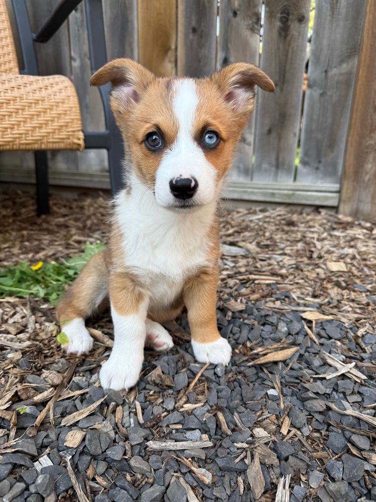 A Corgi puppy sitting in a garden looking right at the camera