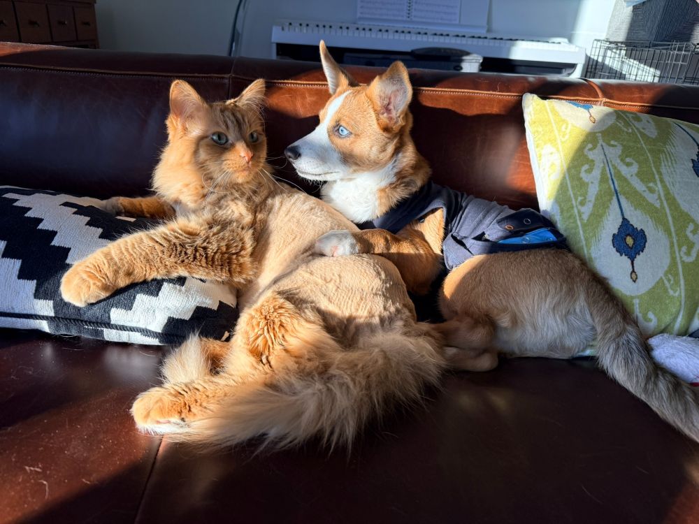 a corgi and a cat cuddling on the couch 
