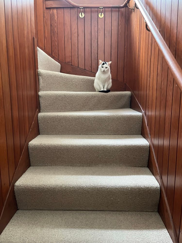 A white cat sits halfway up a carpeted staircase, looking at the photographer. 