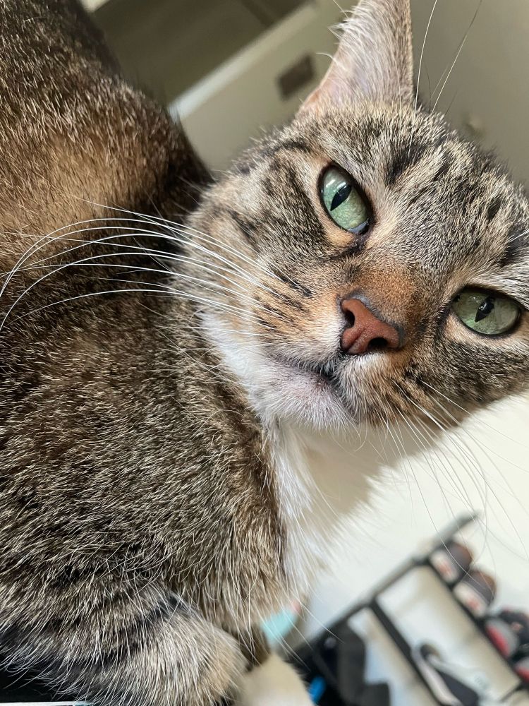 close up of gray cat with green eyes, this is Jake