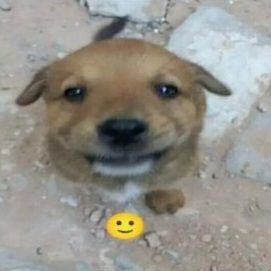 cachorrinho caramelo bonitinho de olhos de jabuticaba, sorrindo sem mostrar os dentes e com um emoji amarelo sorrindo igual a ele em baixo