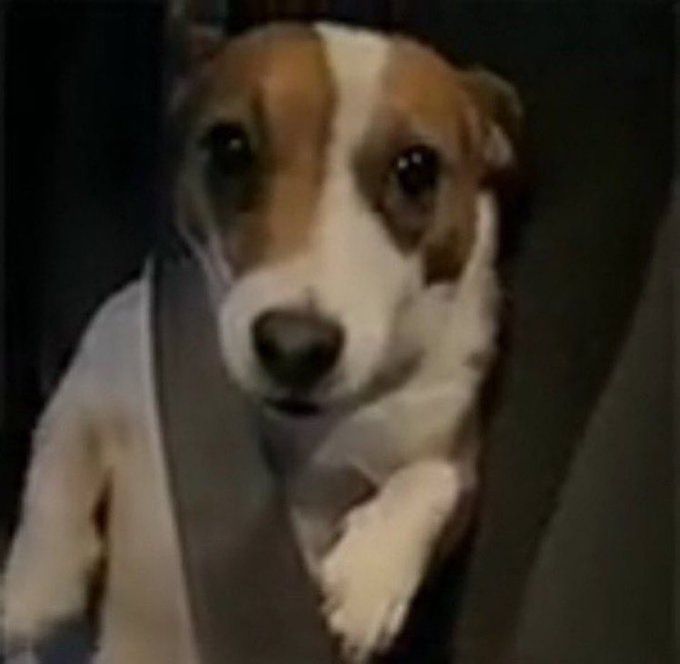 cachorrinho branco de manchas marrons com a patinha esquerda levantada e olhar assustado, sentado no banco de um carro com cinto segurando seu corpinho