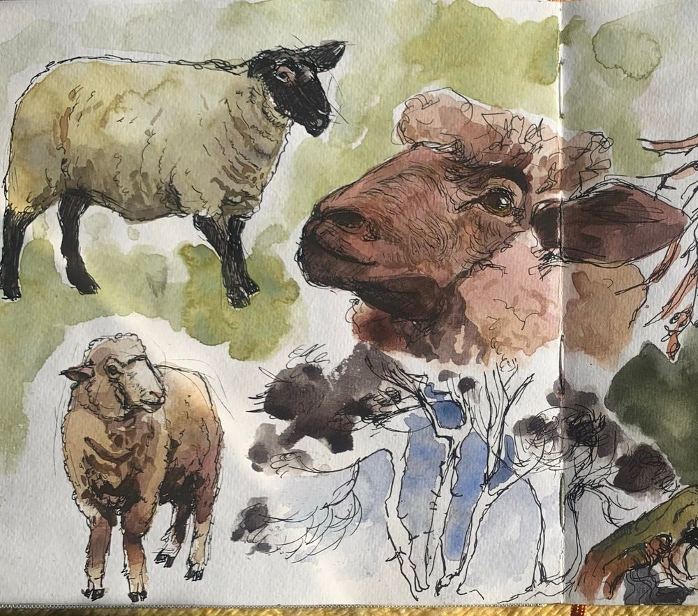 A sketchbook page with three watercolor and ink drawings of sheep: one standing in profile, one facing forward and looking to the side, and one close-up of the sheep’s face