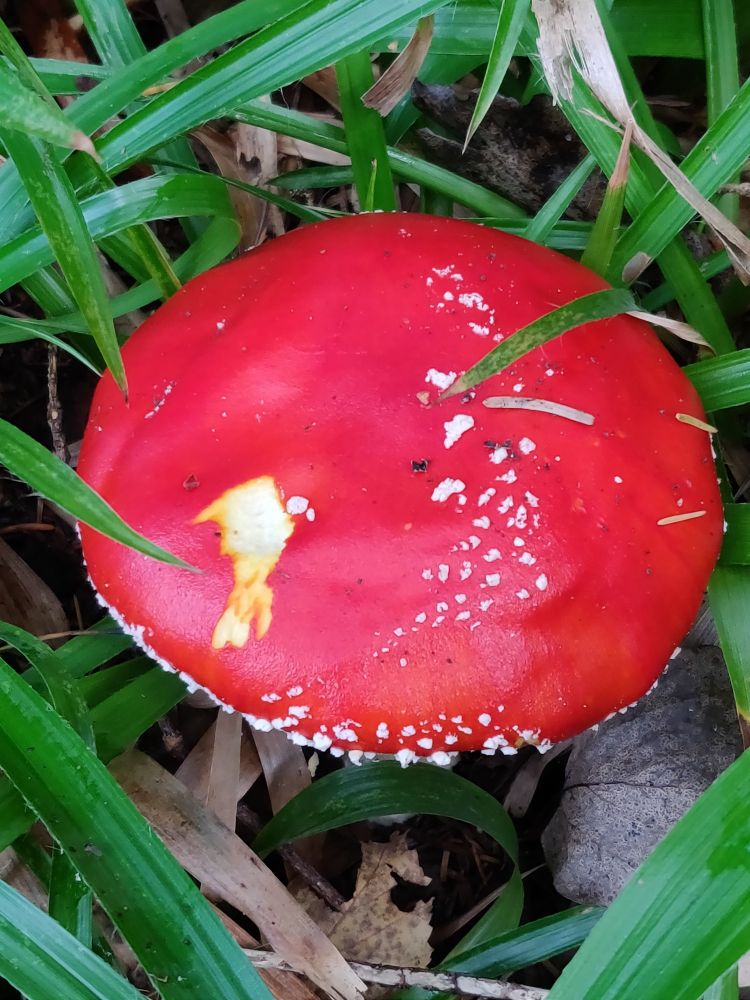 Fly agaric